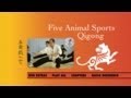 Five animal sports qigong ymaa 5 animal frolics dr yang jwingming  chi kung