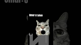 berapa umur #kucing Milo sekarang?🫪🪎