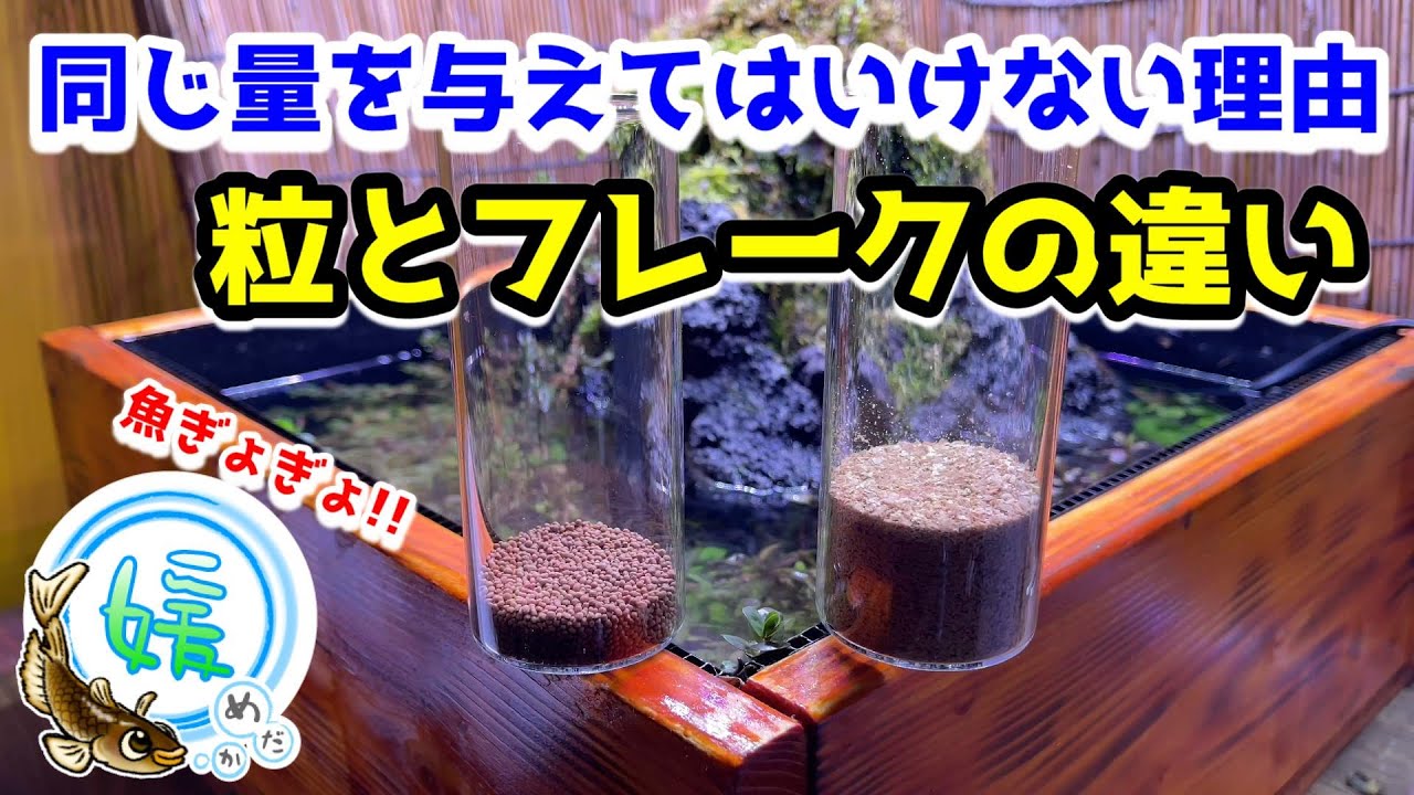 メダカに餌をやり過ぎる理由？～フレークフードと顆粒フードの違いについて～【媛めだか】
