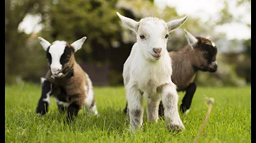 Quelle est la différence entre un cabri et un chevreau ?