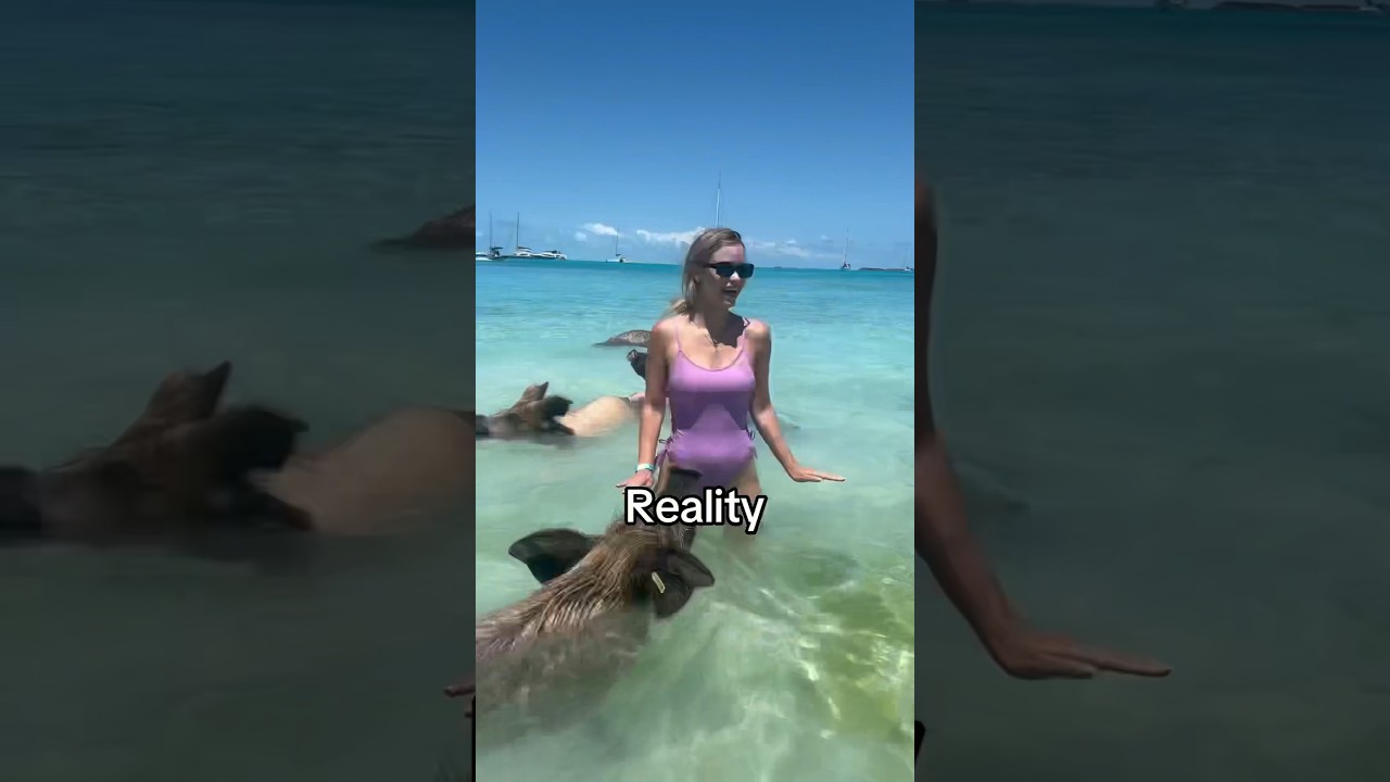 Pig beach expectations vs reality🐖 