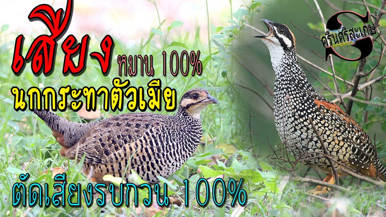 เสียงนกกระทาตัวเมียหมานๆ ตัดเสียงรบกวน 100%  งานครืนศรีสะเกษ