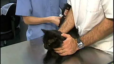 Comment Faire Manger Un Chat Apres Une Operation Comment Faire Manger Un Chat Apres Une Operation