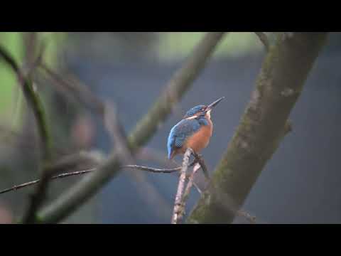Eisvogel im Schnee