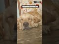 🎂🐕🐾#reels#birthday#birthdaygirl#trending#doggielife#love#pets#dogs#yt#ytshorts#shortsfeed#labrador