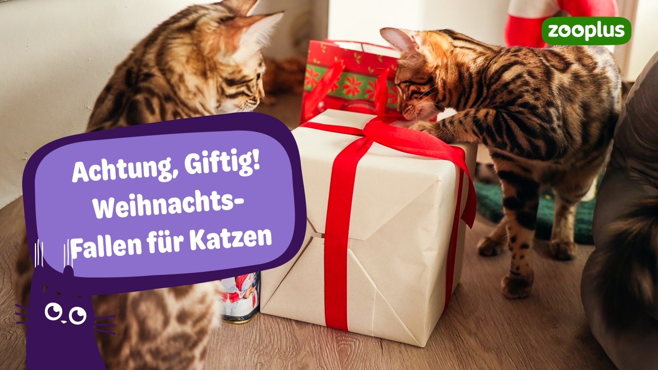 Diese Gefahren kannst du an Weihnachten fr deine Katze vermeiden!