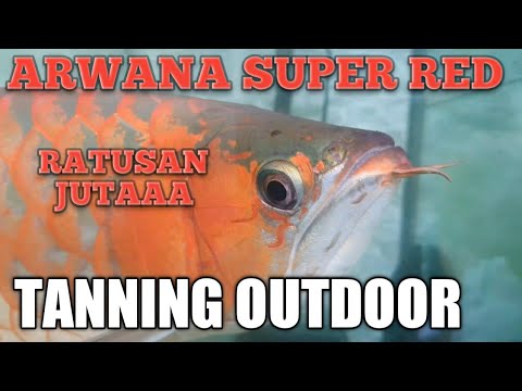 Arwana Super Red Lampu Tanning Om Riyadi Youtube
