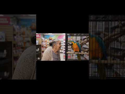 Una anciana habla con un loro en un veterinario y el loro la insulta… #ia #veo3 #funny #viral