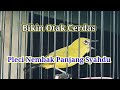 B1K1N PL3C1 N3MB4K P4NJ4NG SY4HDU, Terapi Pleci Nembak