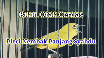 B1K1N PL3C1 N3MB4K P4NJ4NG SY4HDU, Terapi Pleci Nembak