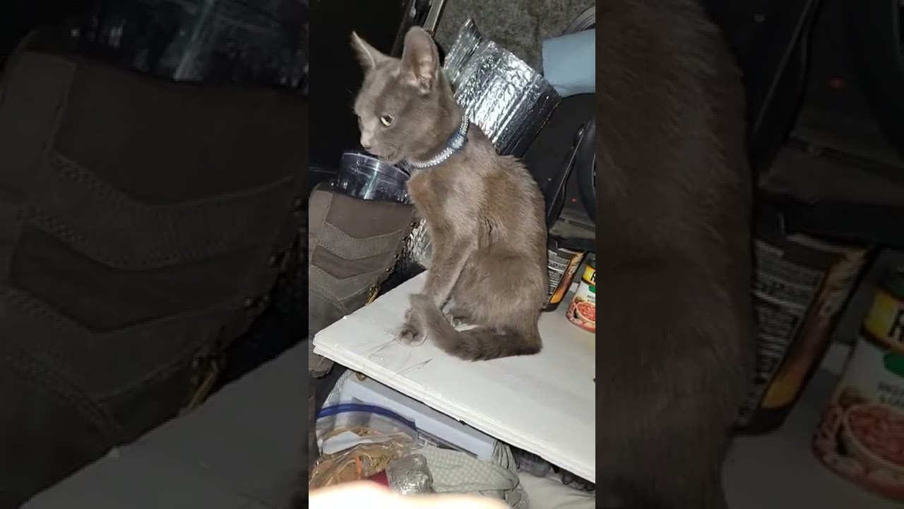 Baby Zoomas home yay and Hercules still chill