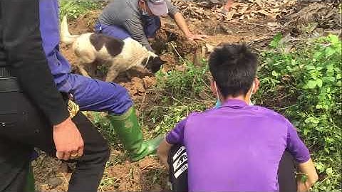 Bắt chuột đồng, món ăn đặc sản vung quê, thơm ngon, bổ không rẻ, bạn nếm thử chưa.