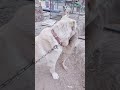 Training base between dog activities# 29