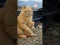 Final Ride: A Cat’s Road to Heartbreak #trending #cat #shortfeed #youtubeshorts