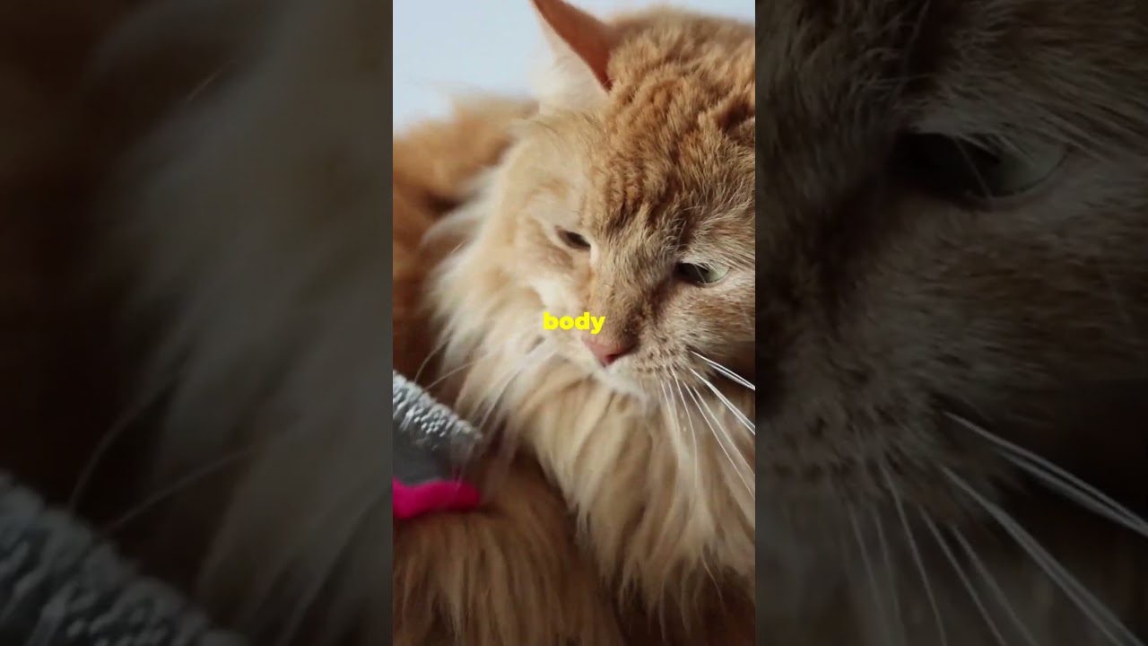 Stress-Free Cat Grooming at Home ✂️