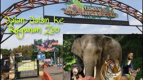 Jalan-Jalan ke Ragunan Zoo | Keluarga Cagwe