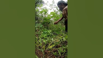 Harvesting cassava part 768 #shorts #farming #cassava #nature  #cassavaroots #cassavafarming
