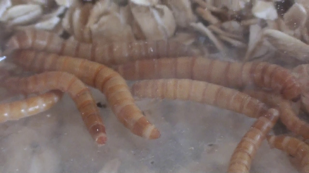 Mealworm Farm Reptile Food Chameleon Food Darkling Beetle Life Cycle
