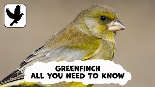 Everything You Need To Know About The Greenfinch
