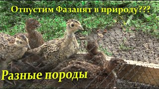 Фазаны подросли/// Скоро отпускать???