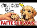 Si votre chien pose sa patte sur vous, voici ce qu'il essaie de vous dire…