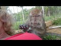 Love Taps and Macaque Slaps by Bugs Bullock