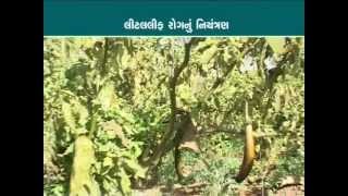 Integrated Pest and Diseases Management in Brinjal