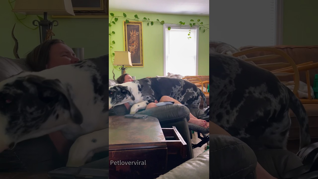 Great Dane definitely the largest lap dog🤣🤣🤣
