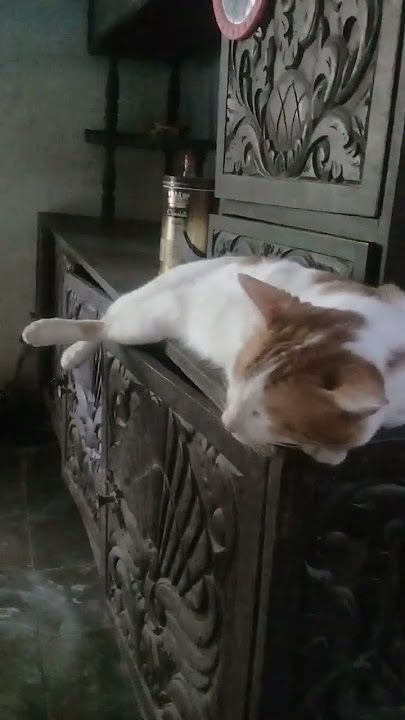 Tidurlah
