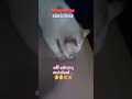 සුදු බෝලේ ❤️ #cat #funny #funnykittens #pets #cute #love #funnyvideo #animals