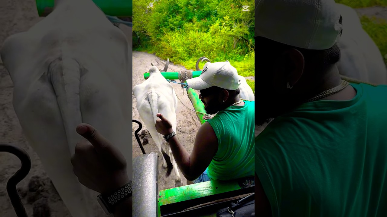 Traditional Bullock Cart Ride Through Nature | Sri Lanka Village Life Experience