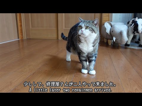 けい様　取り置き中　三毛猫ドラマー　流れ星流れるクローバー畑　Bathroom 畑に捨てられた子猫のその後】ボーちゃんが歩けるようになるまで