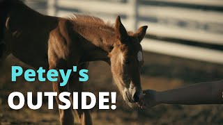 Gracie & Petey go to the pasture for the first time!