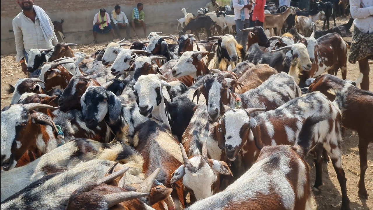 Kunta goat market | thursday goat market