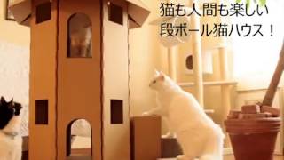 ダンボールで猫ハウスを作る方法5選 ねこちゃんホンポ