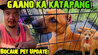 MAY GANITO PALANG BREED NG DOG! GAMING BREED!, CHINESE SHARPEI 4K LANG SA BOCAUE PET TIANGGEAN!