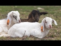 Baby Goats on the Farm Update