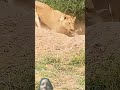 शेर यह क्या कर रहा है#trending 🔥🔥