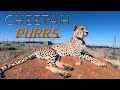 James The Cheetah PURRS For The Camera CLOSE UP | Retired Breeder Loves People Encounters ASMR