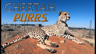 James The Cheetah PURRS For The Camera CLOSE UP | Retired Breeder Loves People Encounters ASMR