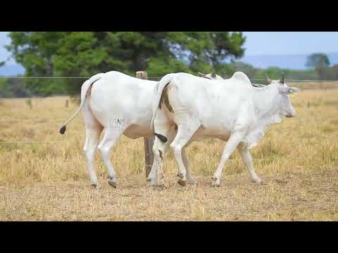 LOTE 49 8814   WKF 217