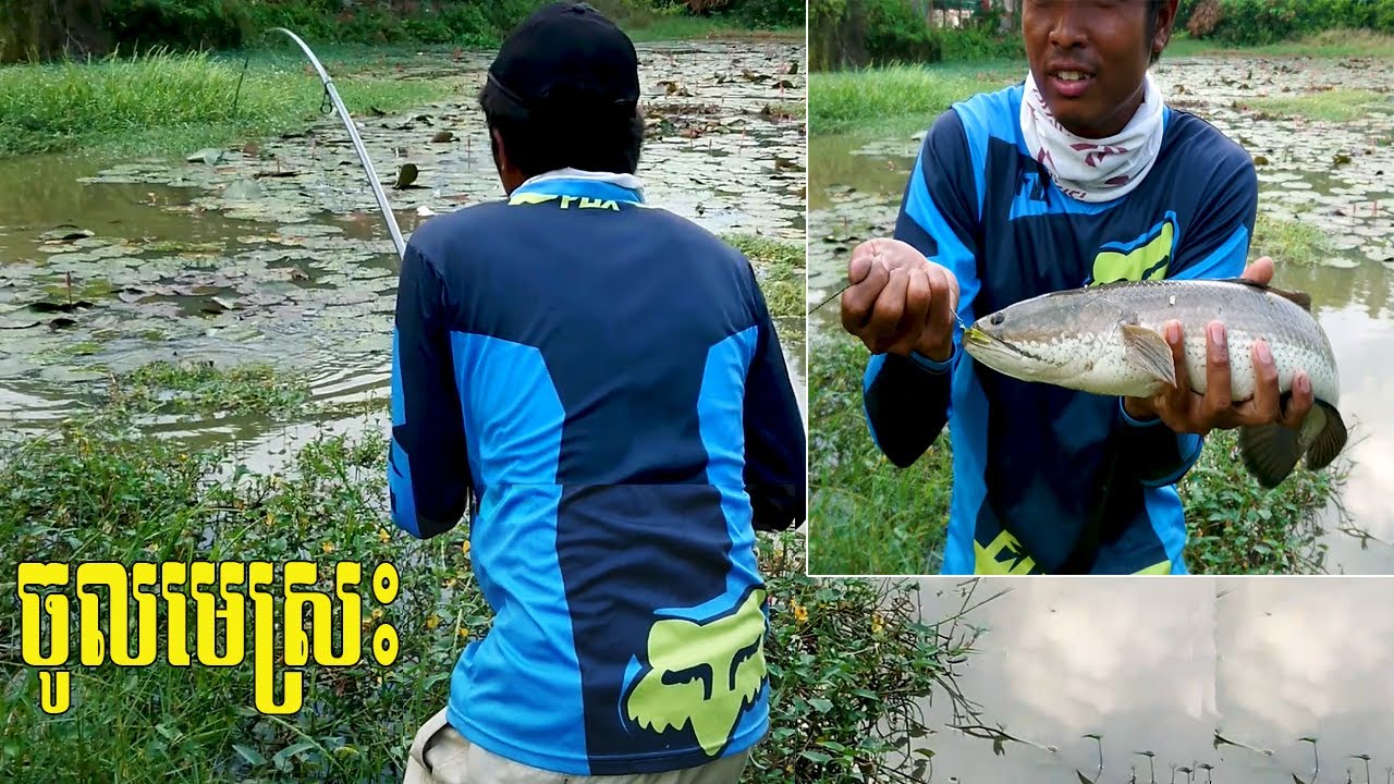 Snakehead fishing with long rod | បបក់ត្រីផ្ទក់ រ៉ស់