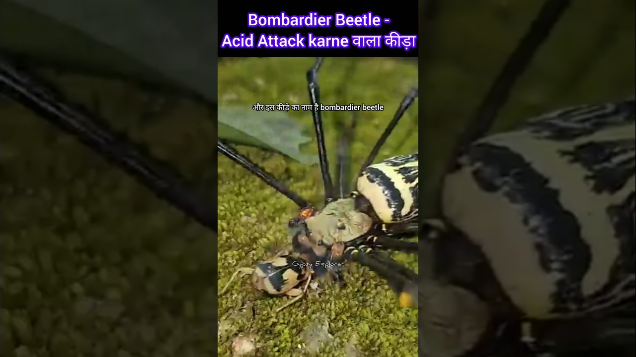 Bombardier Beetle - Acid Attack करने वाला कीड़ा #bombardierbeetle #acidattack #beetal #nature