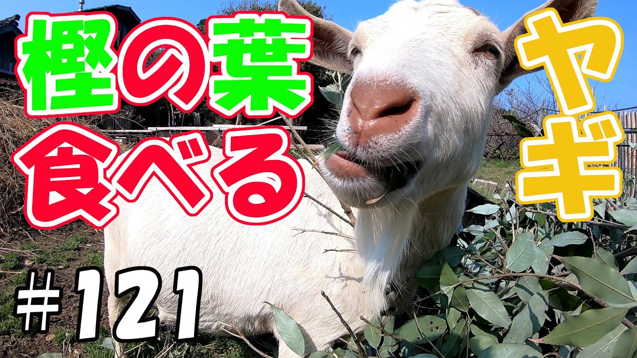 樫の葉食べるヤギ 咀嚼音 高齢ヤギの振るまいに感動 １２１ おとぼけヤギ達に癒されて Youtube
