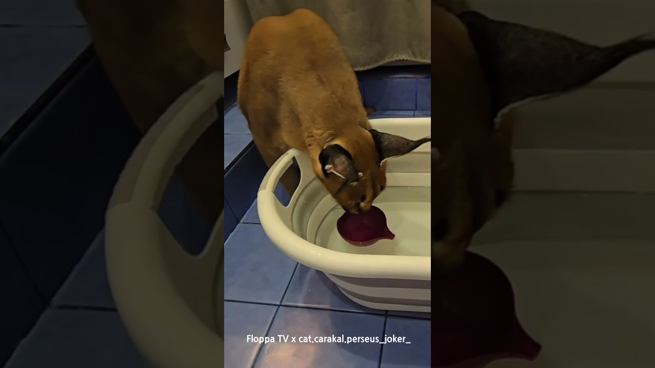 Floppa Perseus Is A Curious Boy Caracal