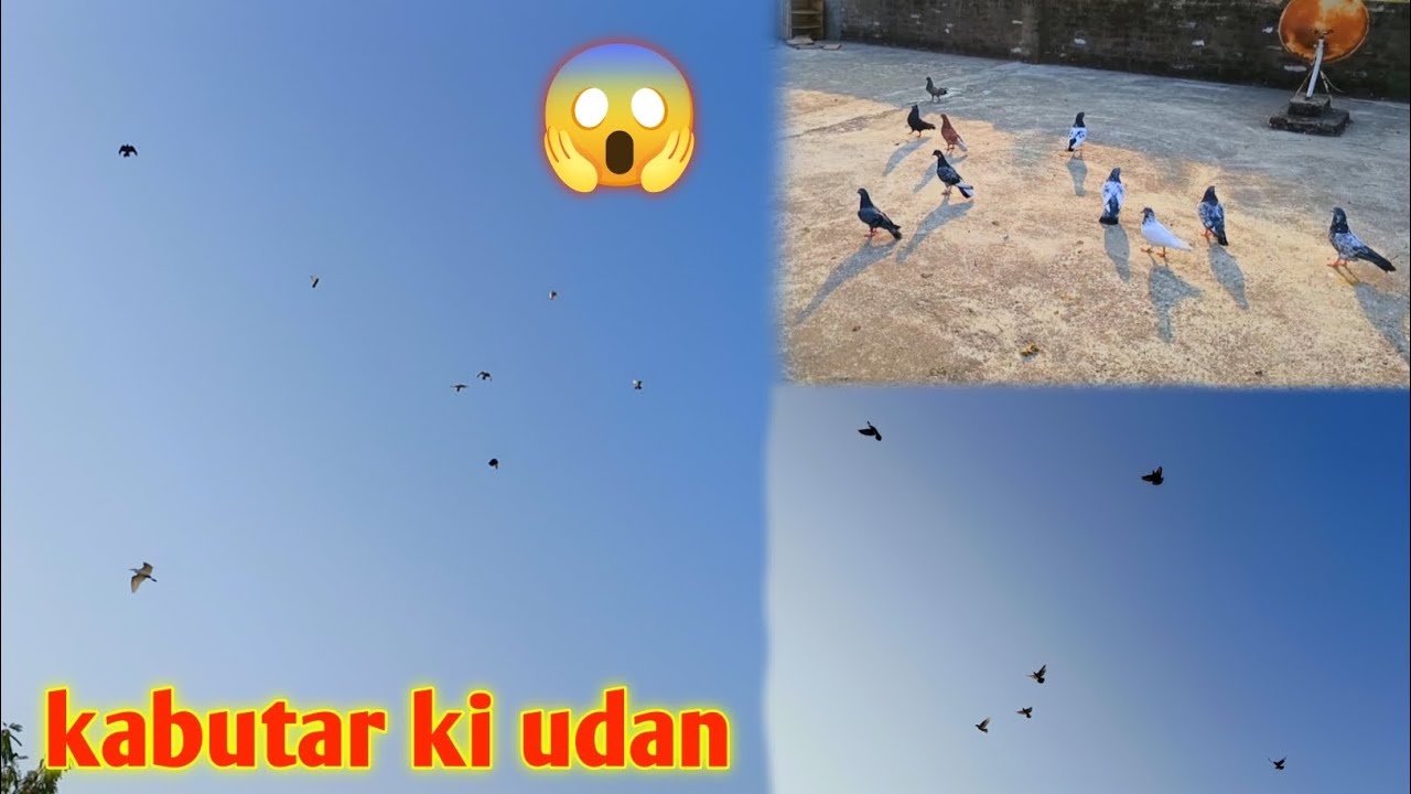 😱Aaj sabhi kabutar udaye ❤️