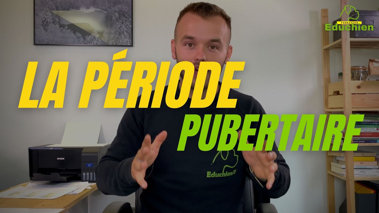 La période pubertaire du chien - EDUCHIEN78