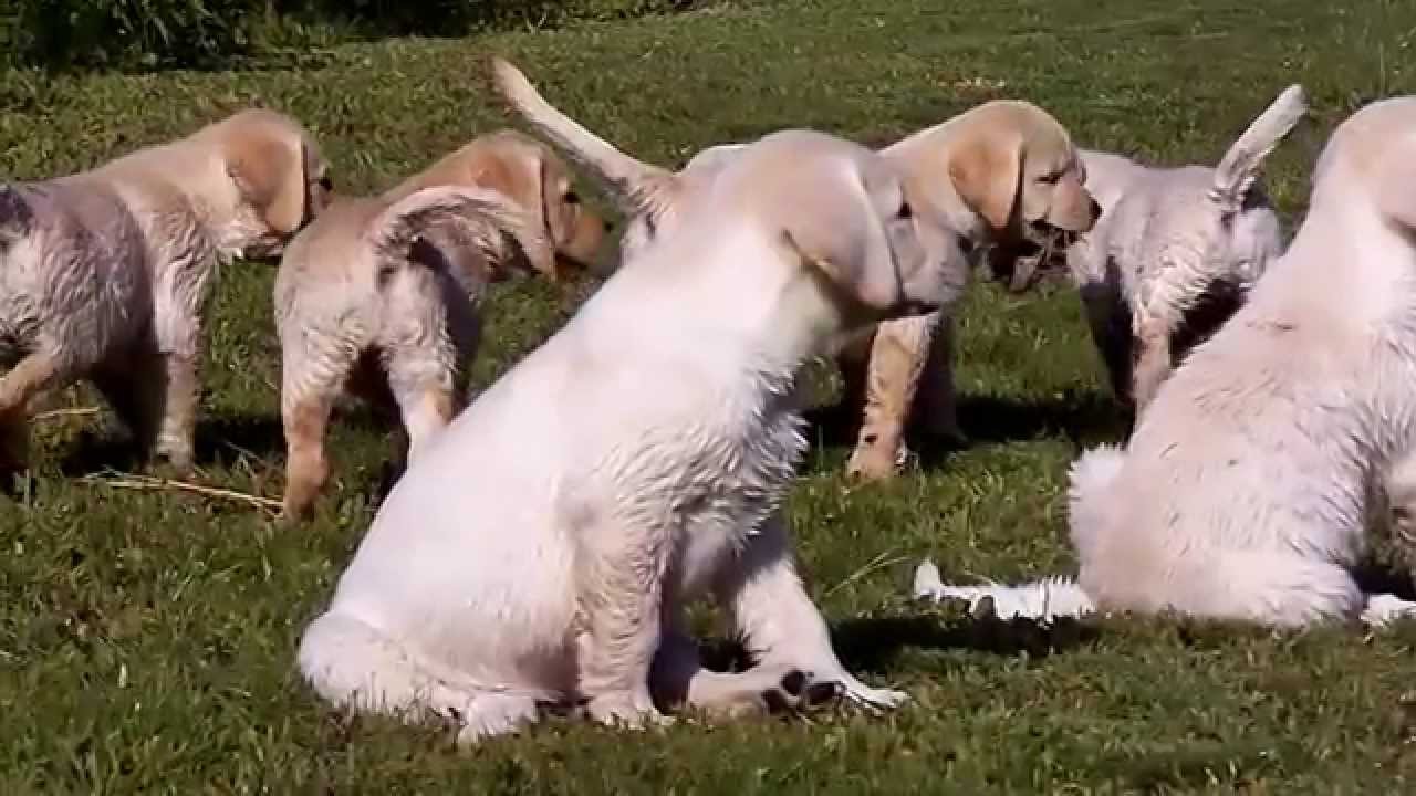 Yellow Lab Puppies YouTube