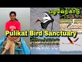 One day trip from chennai  pulicat bird sanctuary  pulicat lake must  visit place