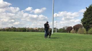 K9:Fargo Object guard 1st training session